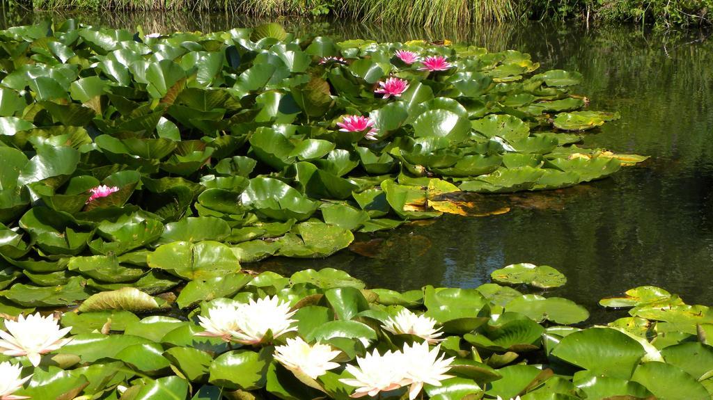 Villa Orlik Barlinek Bagian luar foto